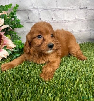 Cavapoo dogs Callie Cavapoo  - Ad 2