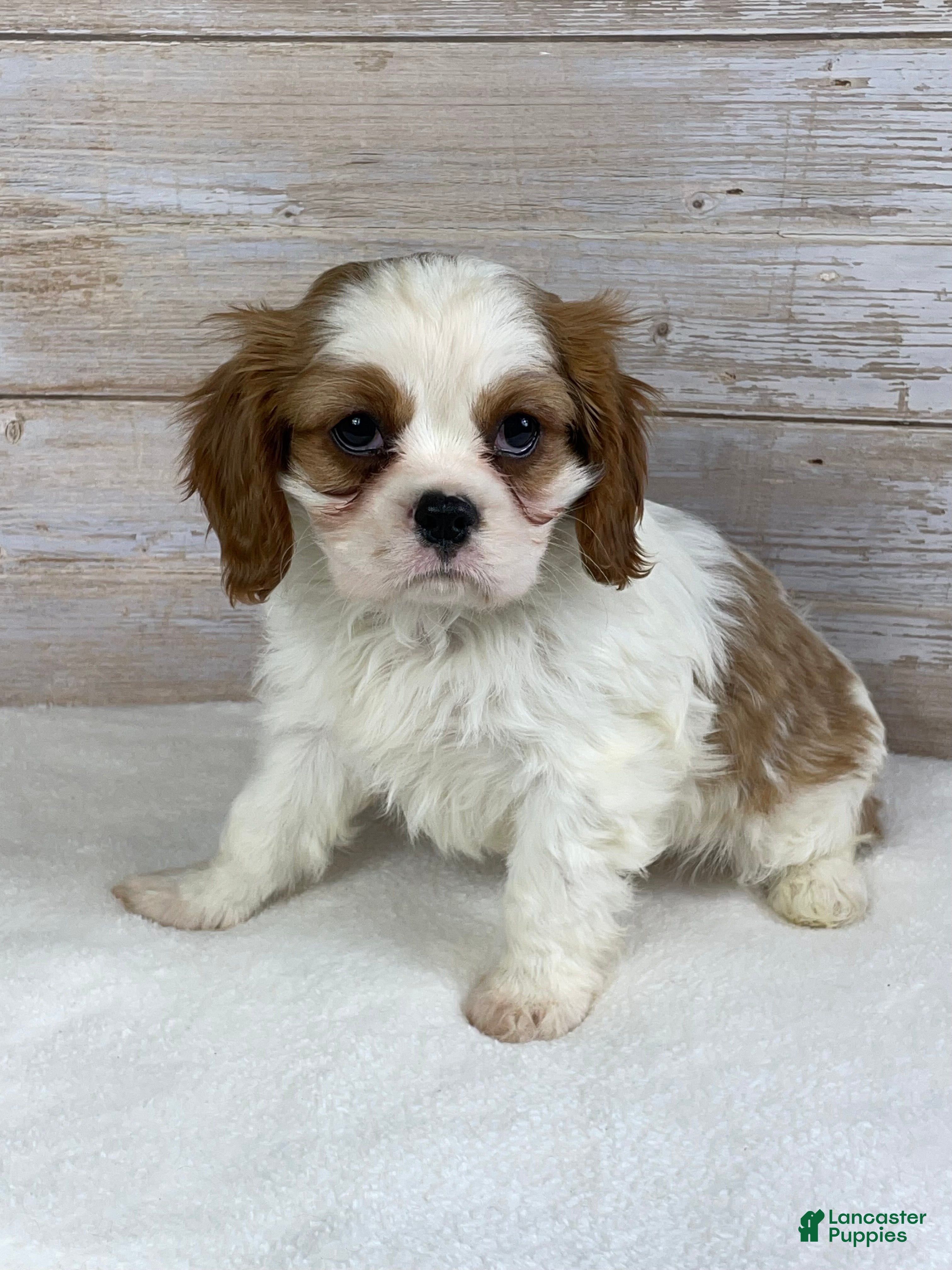 Cavalier King Charles Spaniel dogs Benji - Ad 2