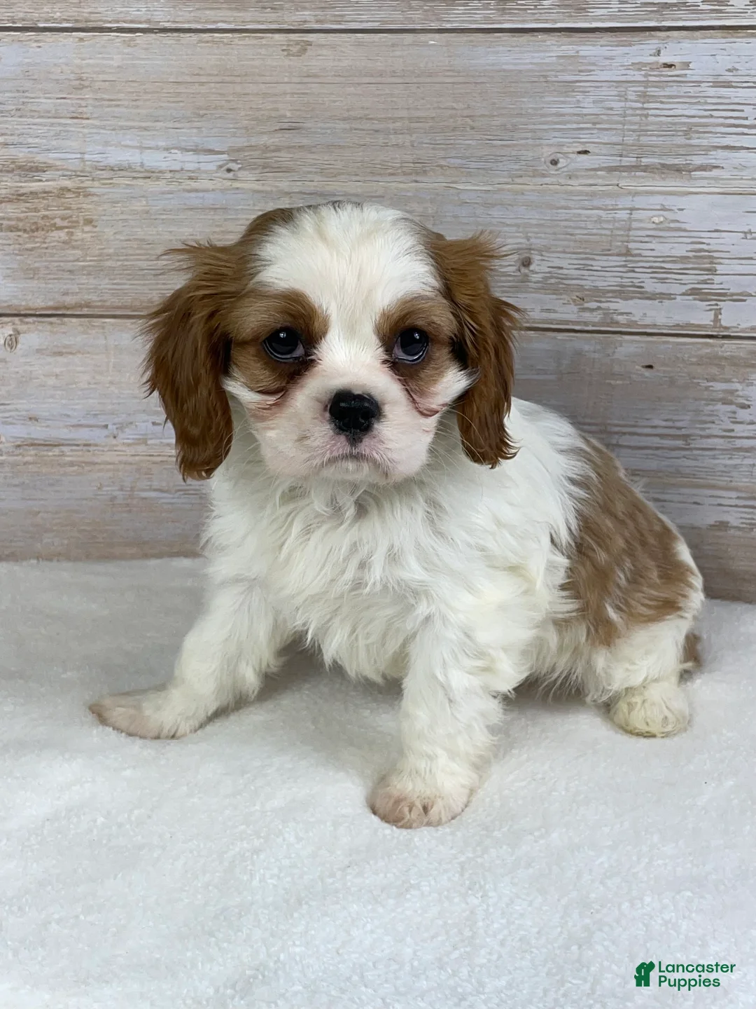 Cavalier King Charles Spaniel dogs for sale: Benji - Ad 2