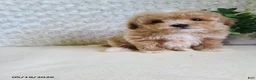Bichpoo dogs for sale: Pluto - Ad 6