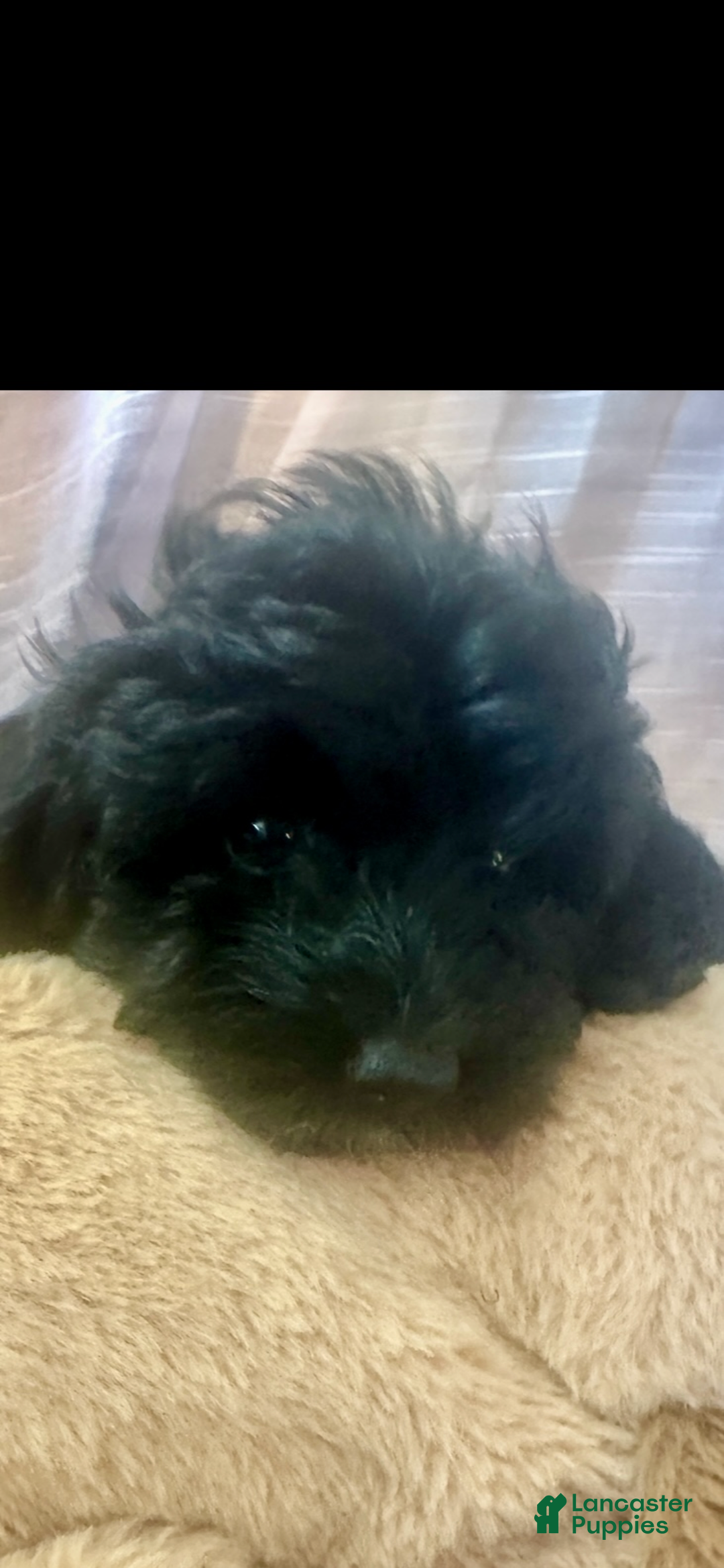 Yorkiepoo dogs for sale: Teacup princess - Ad 2