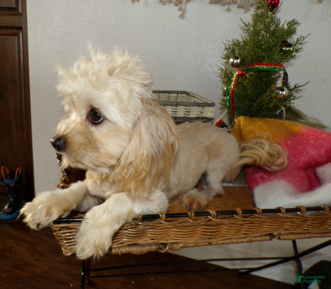 Shihpoo dogs for sale: Shihpoo Puppy 2 Oliver - Ad 2