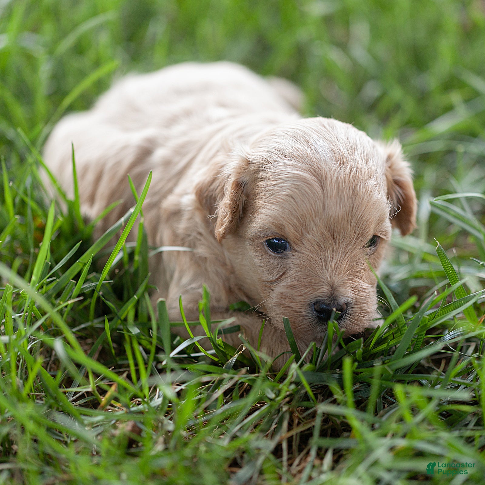 Maltipoo dogs Oliver Maltipoo  - Ad 2