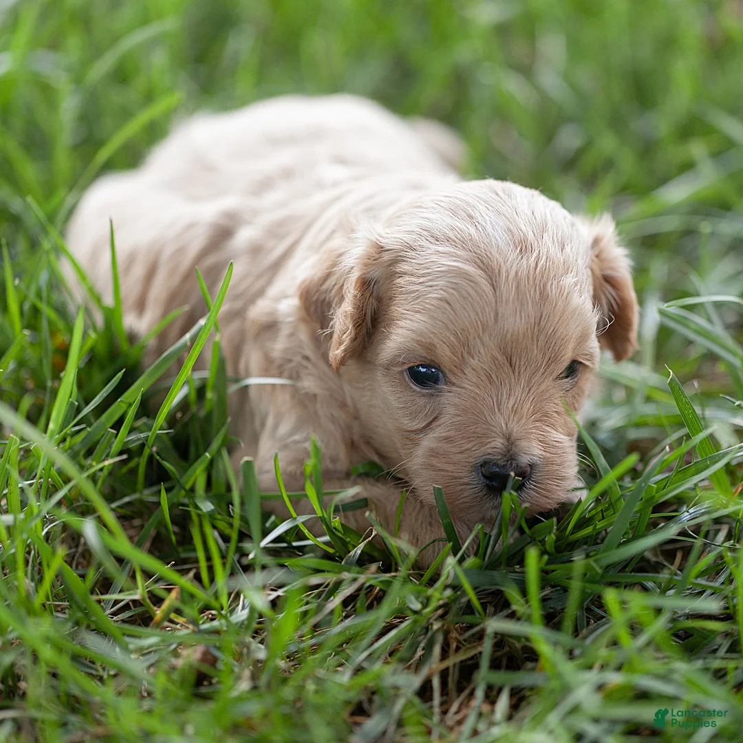 Maltipoo dogs for sale: Oliver Maltipoo  - Ad 2