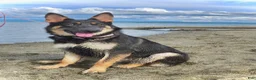 German Shepherd dogs for sale: Luke - Ad 3