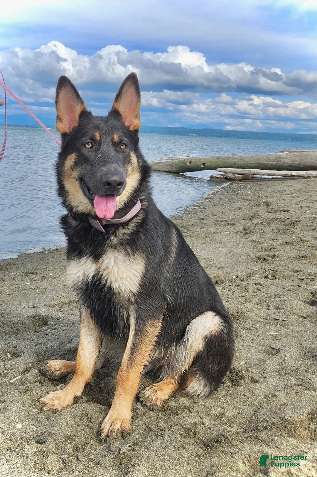 German Shepherd dogs for sale: Seraphina - Ad 2