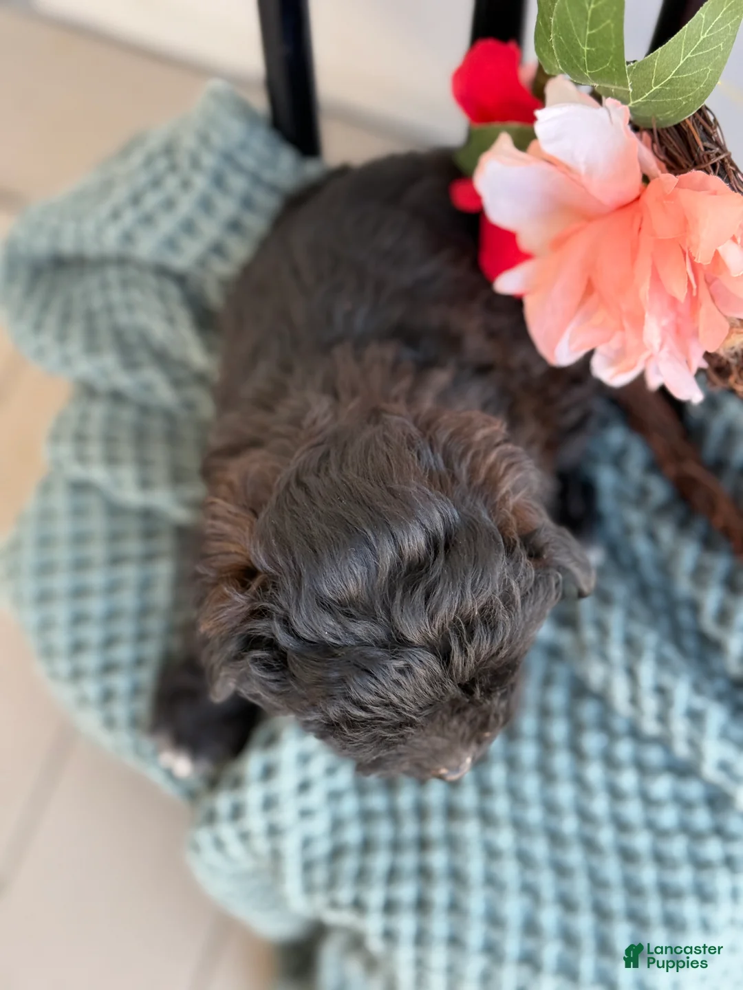 Shihpoo dogs for sale: Greta - Ad 10