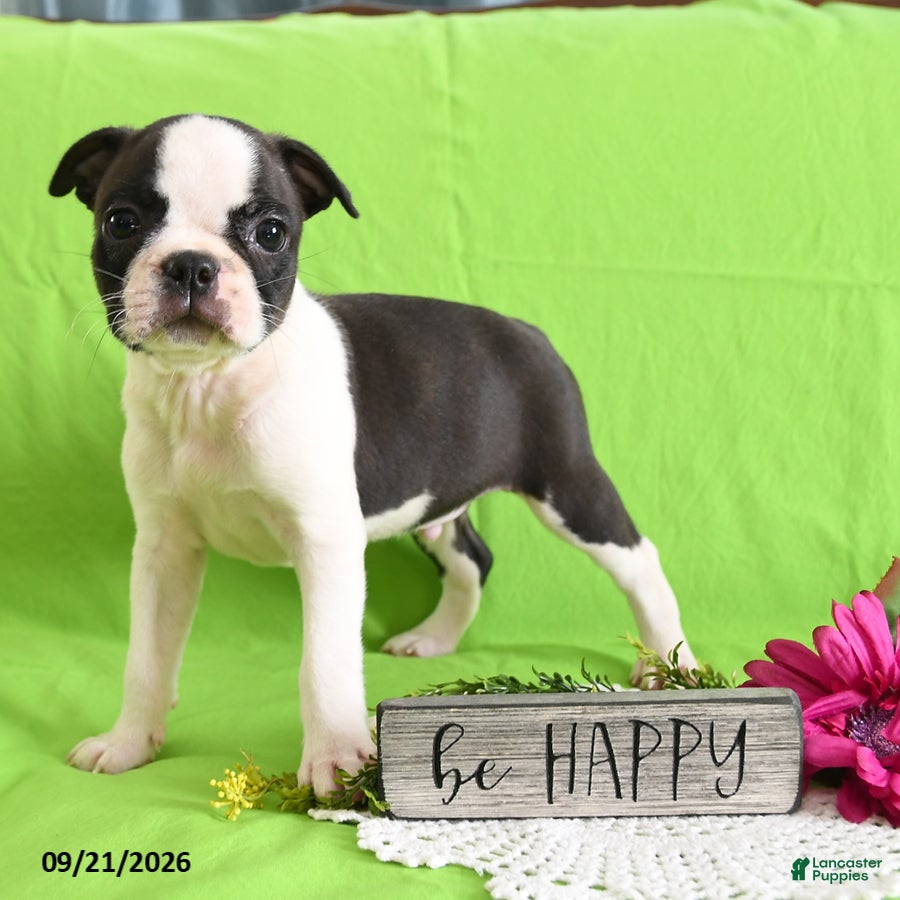 Boston Terrier dogs Derrik - Ad 2