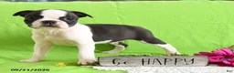 Boston Terrier dogs for sale: Derrik - Ad 2