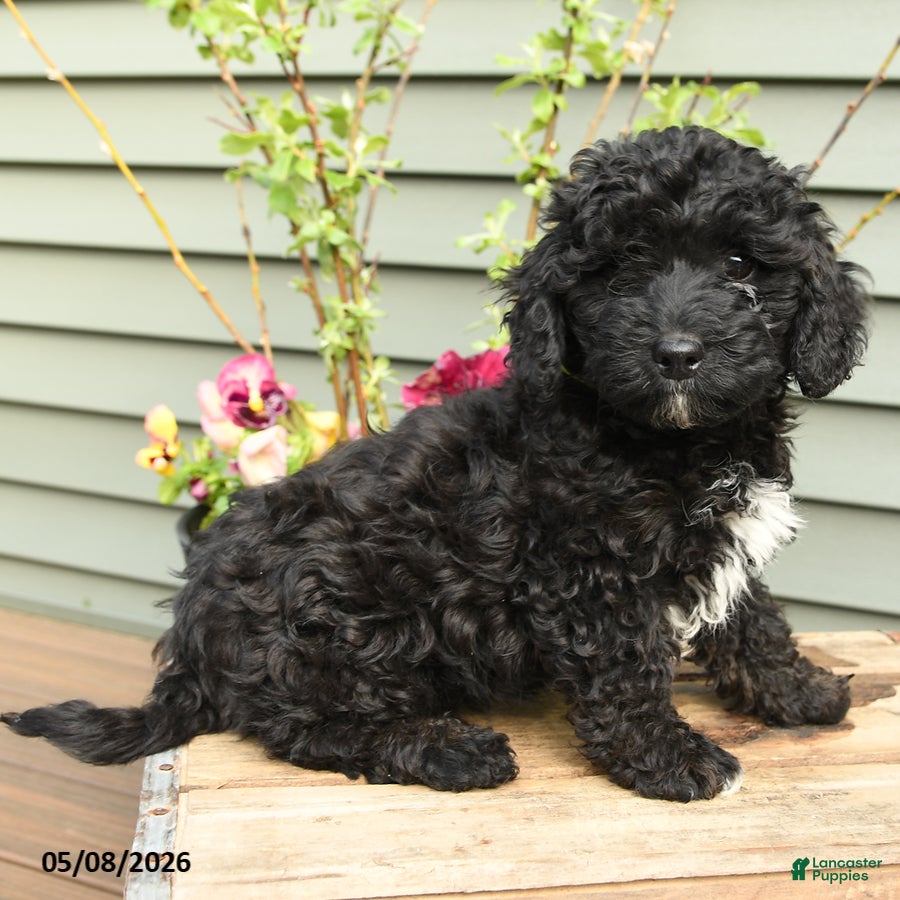 Shihpoo dogs Bandit - Ad 1