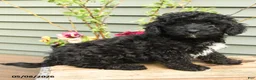 Shihpoo dogs for sale: Bandit - Ad 1