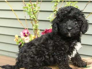 Shihpoo dogs for sale: Bandit - Ad 2