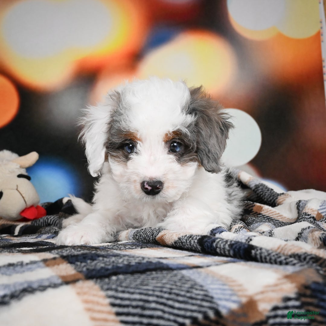 Mini Bernedoodle dogs for sale: Gunner - Ad 10