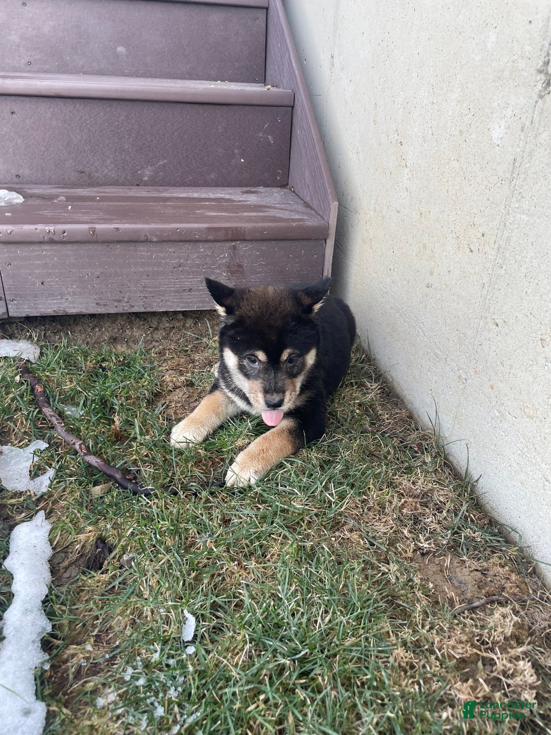 Shiba Inu dogs for sale: Cody Shiba Inu Puppy 1 - Ad 2