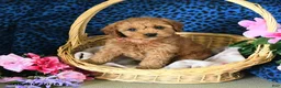 Cavapoo dogs for sale: Carol  - Ad 3