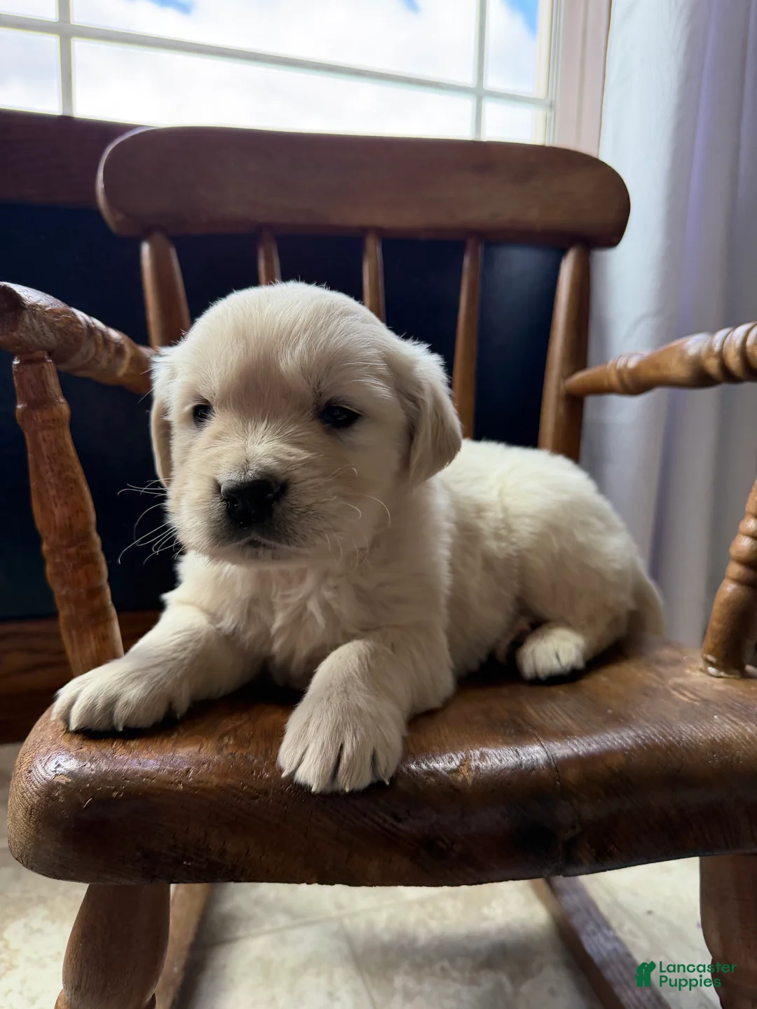 Golden Retriever dogs for sale: Banks - Ad 1