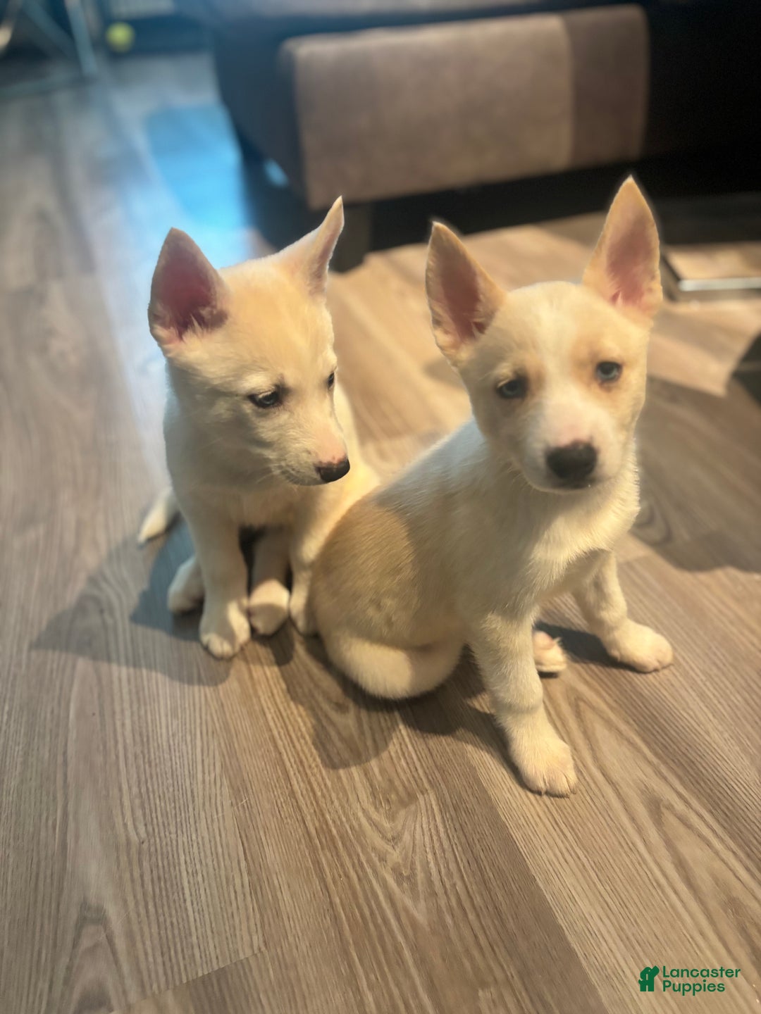 Pomsky dogs for sale: Biscuits  - Ad 12
