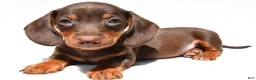 Dachshund dogs for sale: Teddy - Ad 8