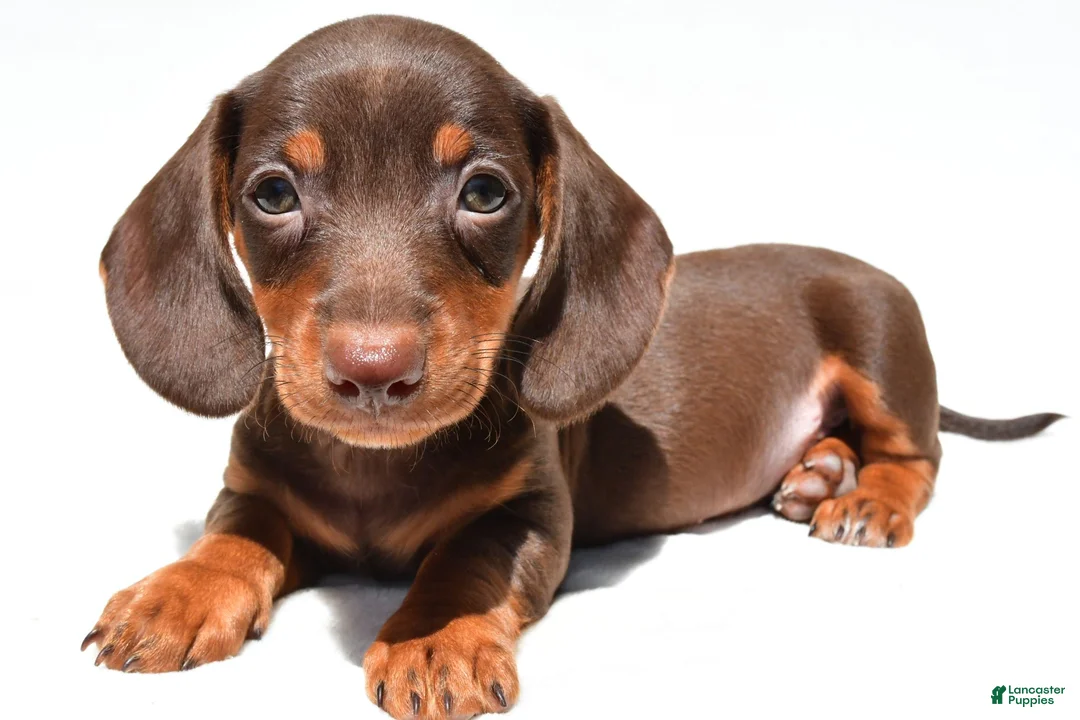 Dachshund dogs for sale: Teddy - Ad 8