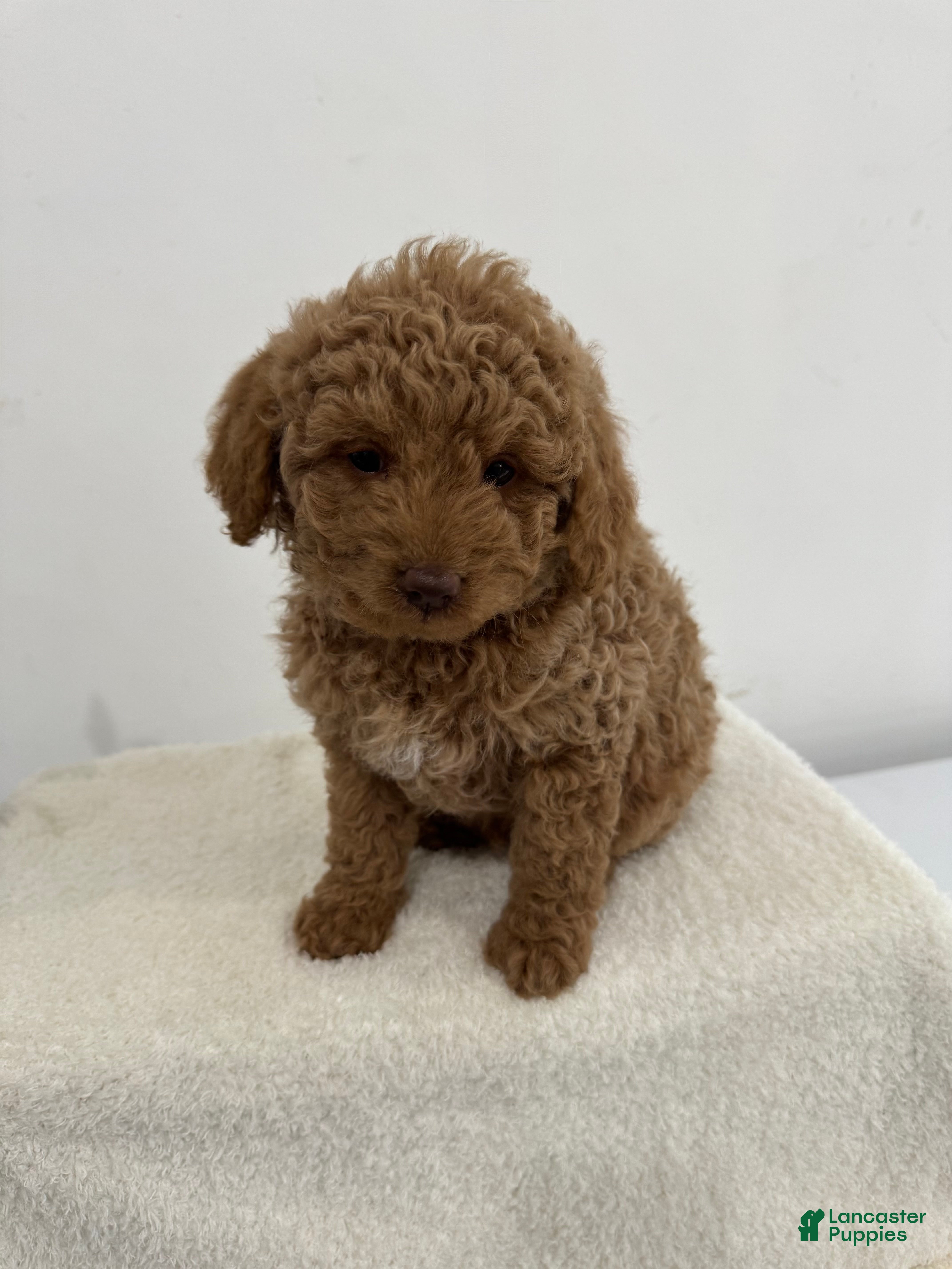 Mini Goldendoodle dogs Black - Ad 40
