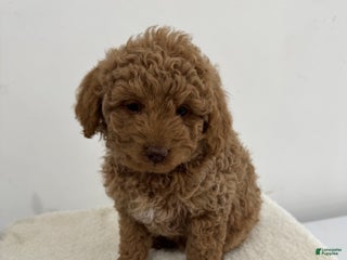 Mini Goldendoodle dogs Black - Ad 7