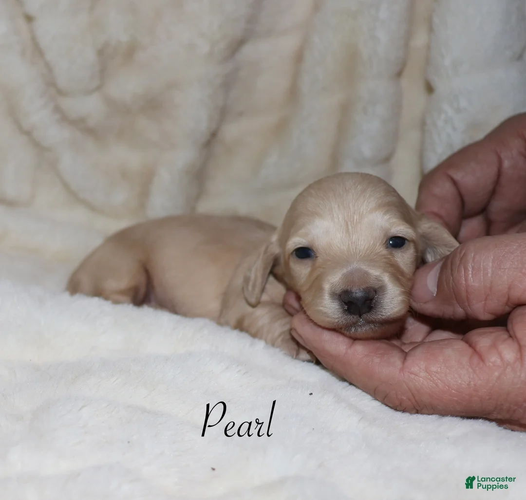 Dachshund dogs for sale: Pearl - Ad 5