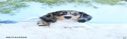 Miniature Dachshund dogs for sale: Kendon - Ad 1