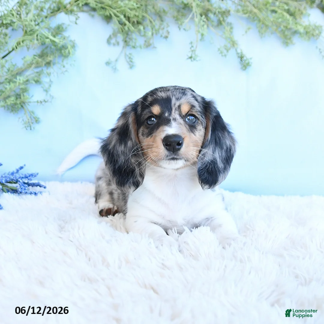 Miniature Dachshund dogs for sale: Kendon - Ad 1