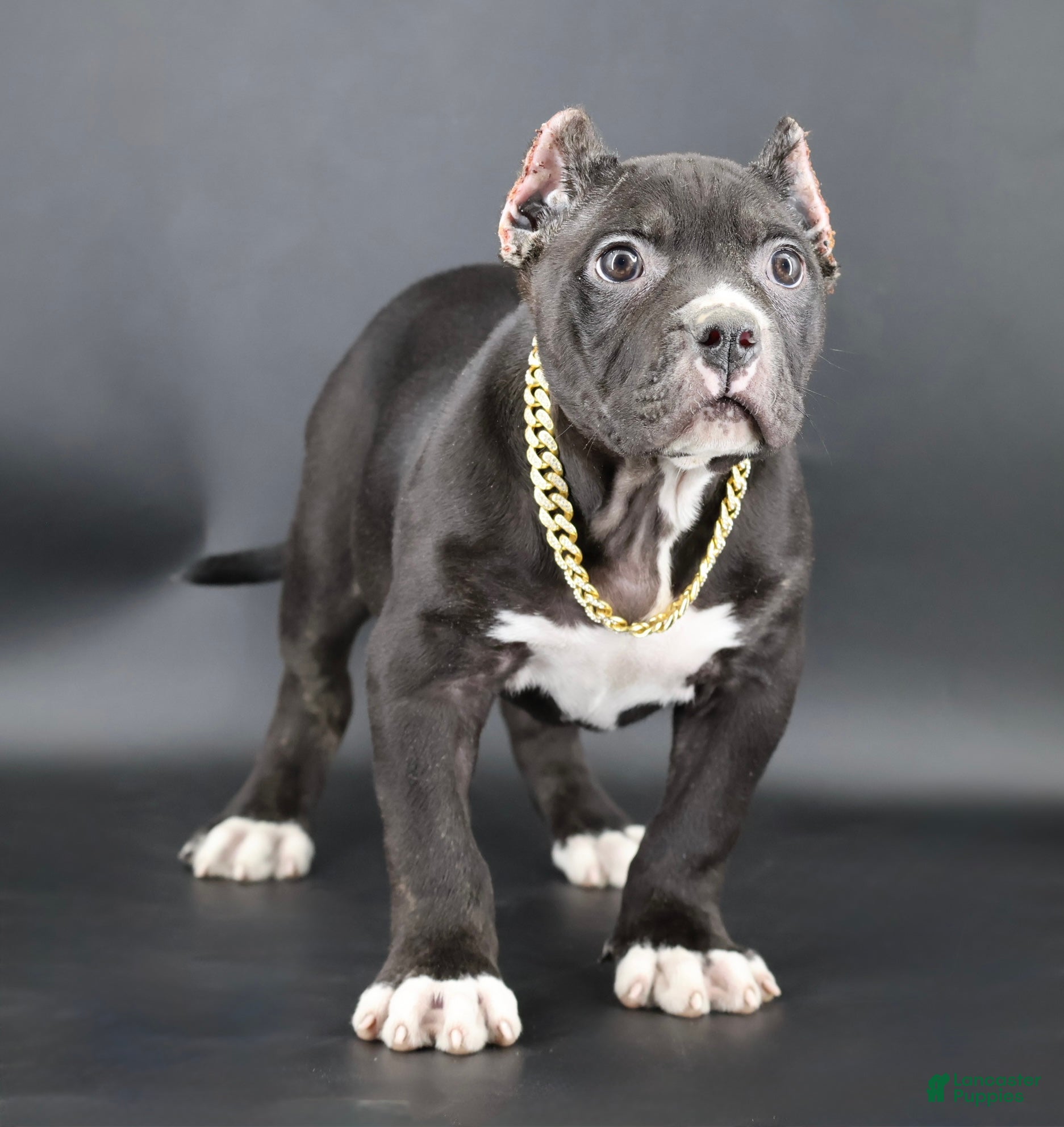 American Bully dogs Mulan - Ad 1