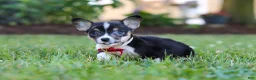 Welsh Corgi Pembroke dogs for sale: Diamond - Ad 1