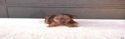 Yorkshire Terrier dogs for sale: Tucker  - Ad 3