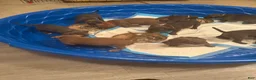 American Bully dogs for sale: American Bully 2 - Ad 3