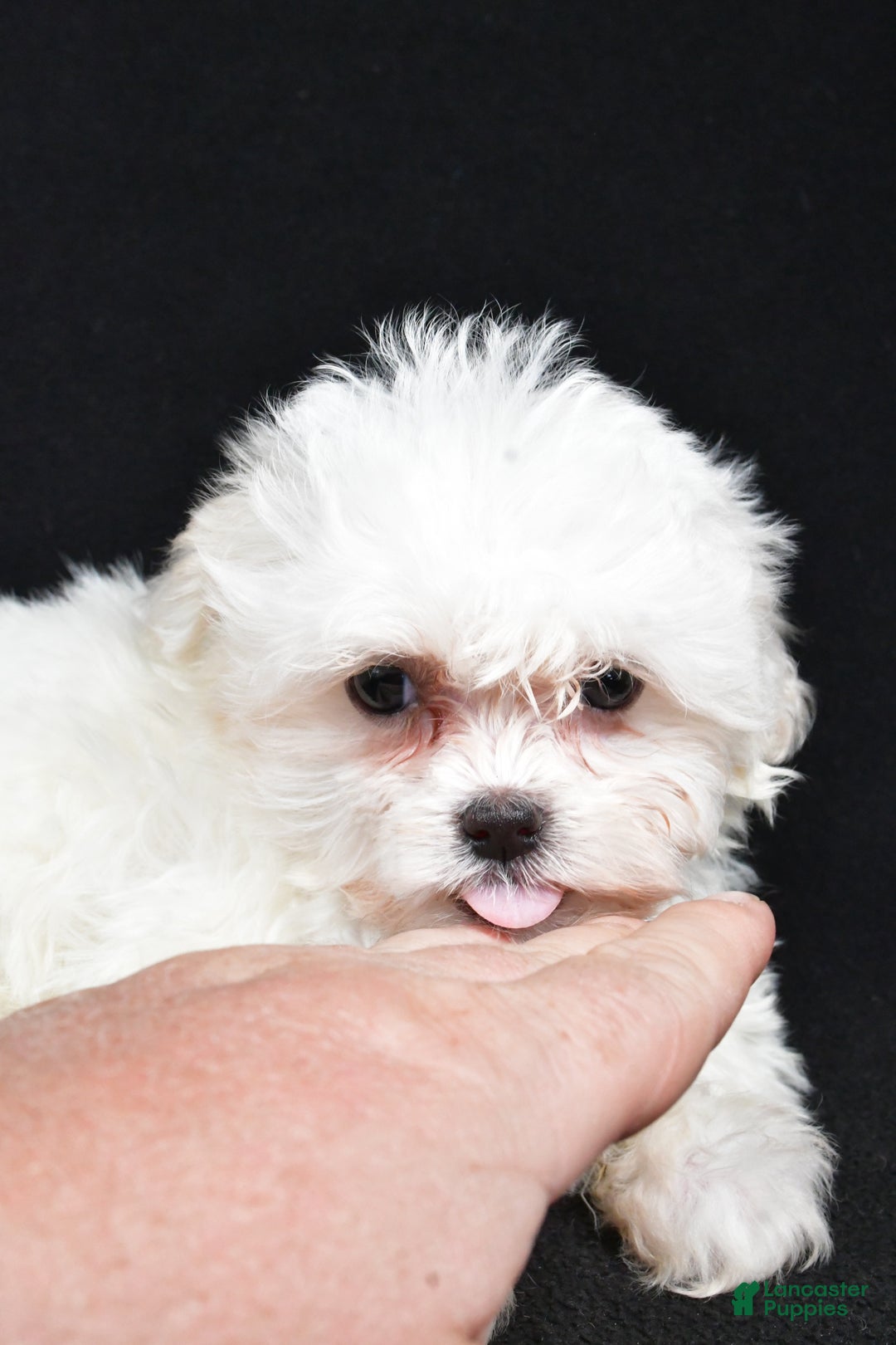 Teddy Bear dogs for sale: Clover - Ad 7