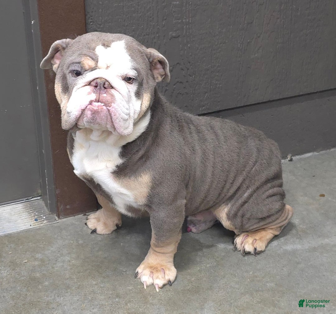 English Bulldog dogs for sale: Adrian - Ad 10