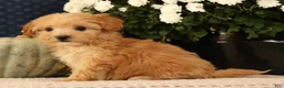Havapoo dogs for sale: Kelly - Ad 5
