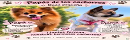 Mixed Breed dogs for sale: Mixed Breed 2 - Ad 3