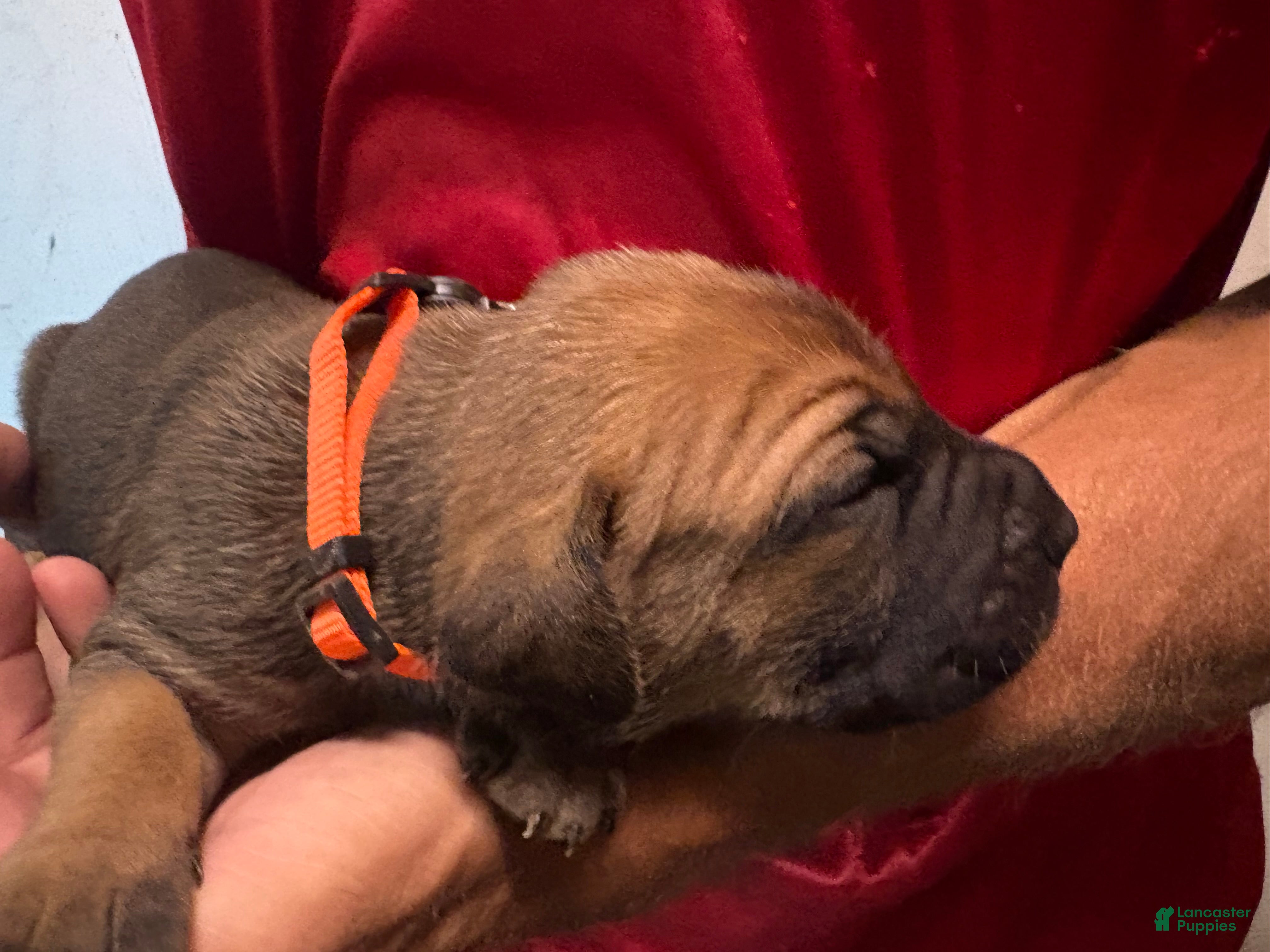 Cane Corso dogs Orange - Ad 9