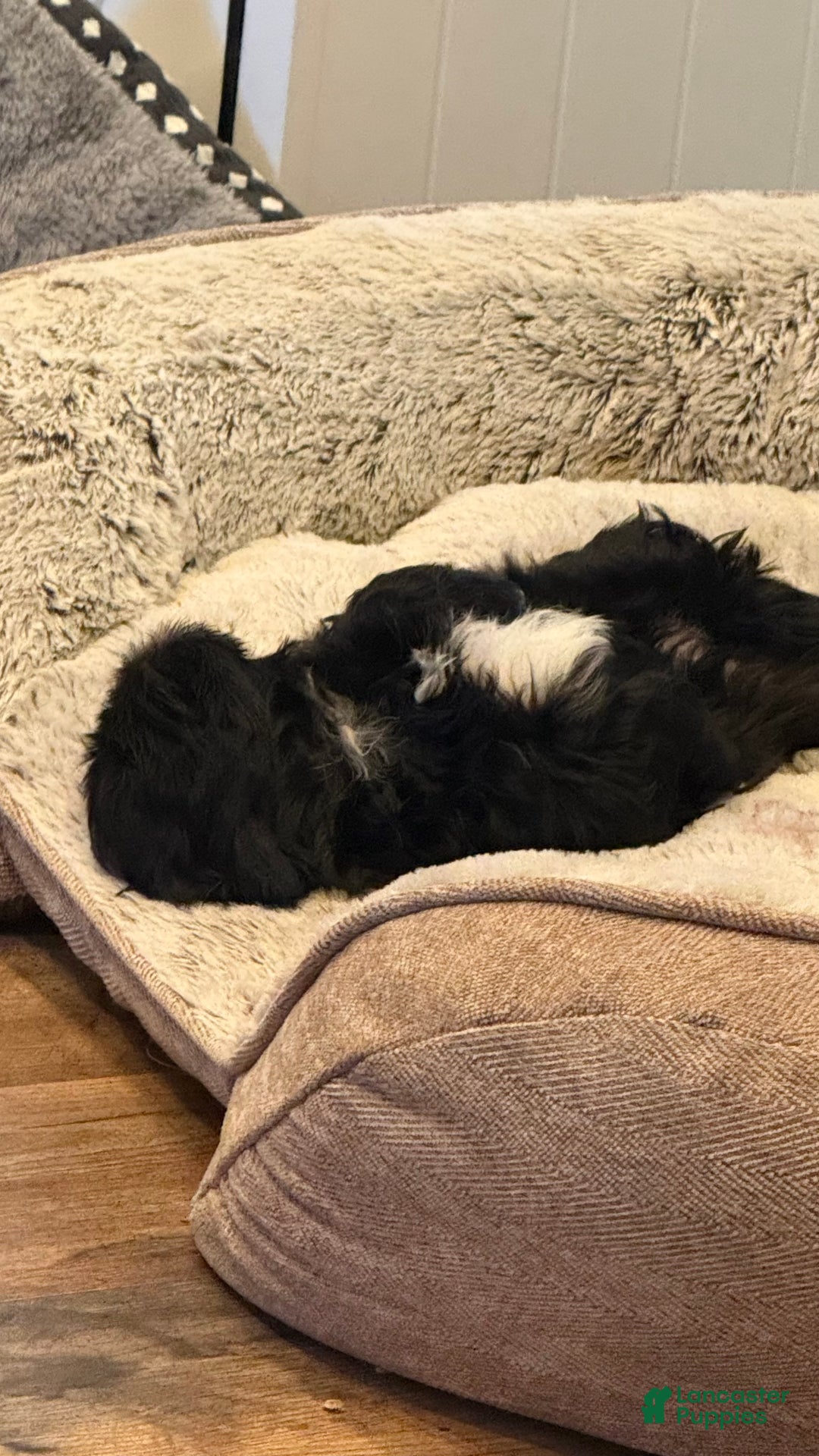 Shih Tzu dogs for sale: Raven - Ad 3