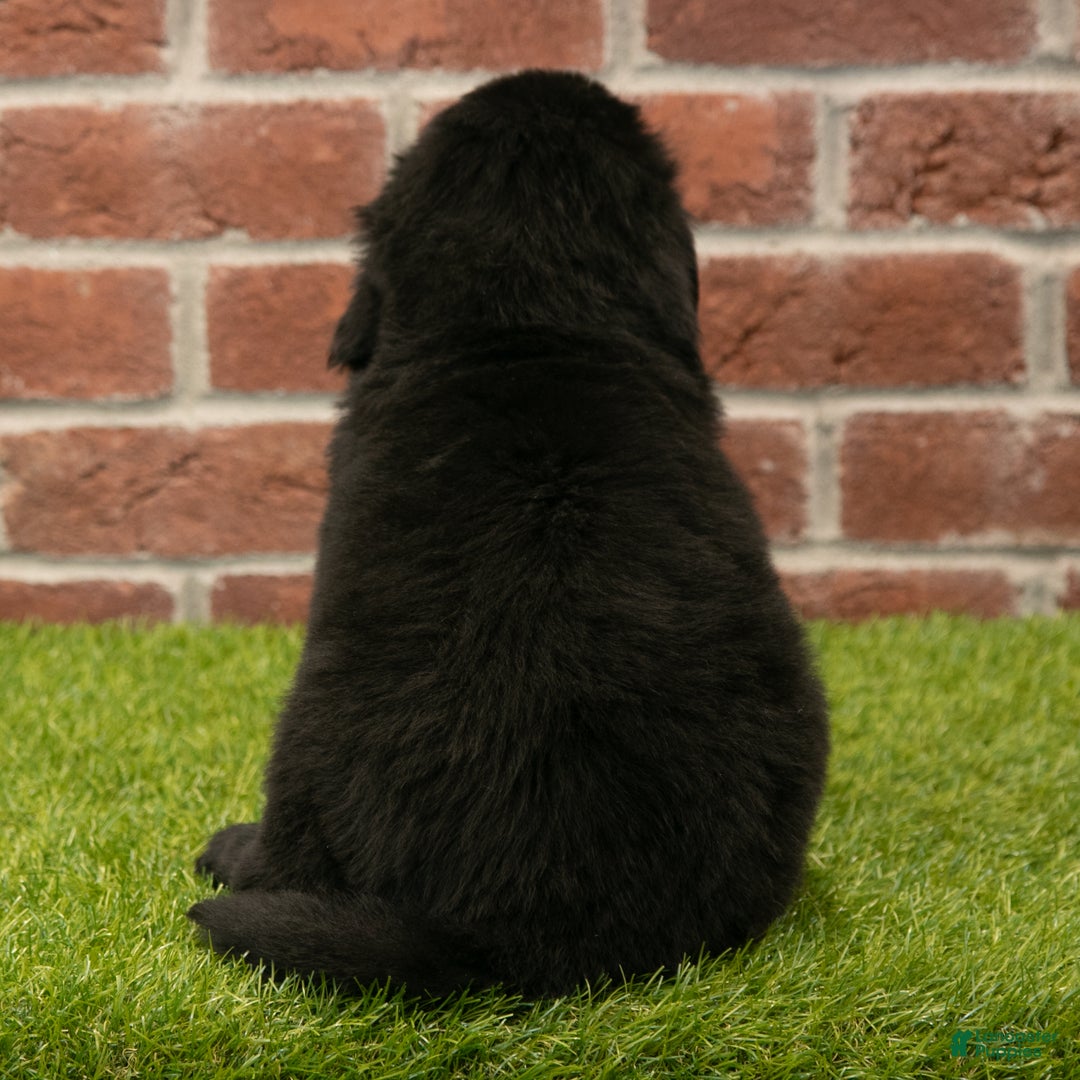 Newfoundland dogs for sale: Hallie - Ad 5