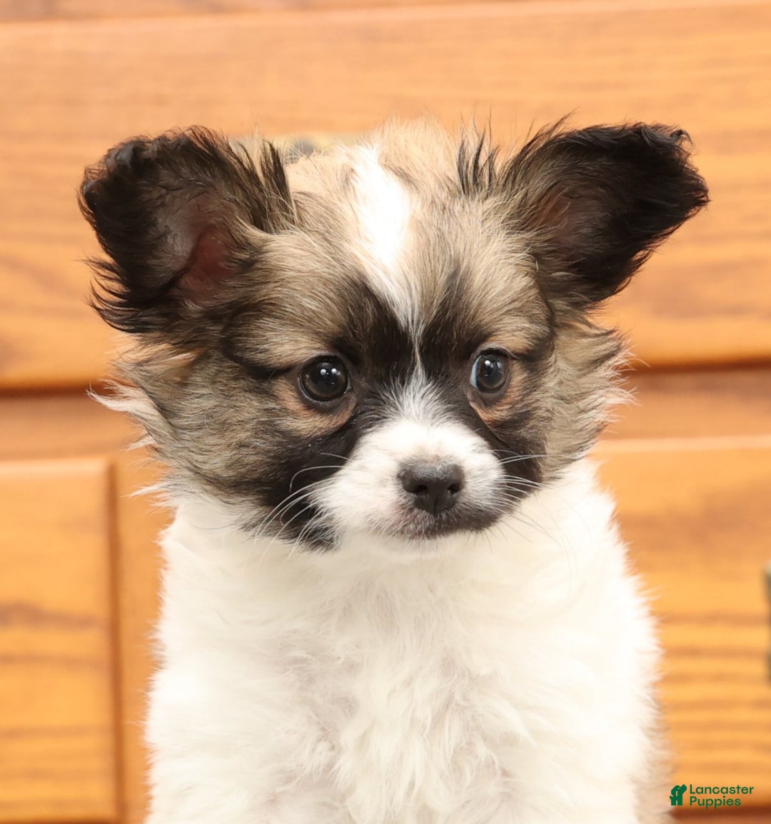 Papillon dogs for sale: Carson - Ad 5