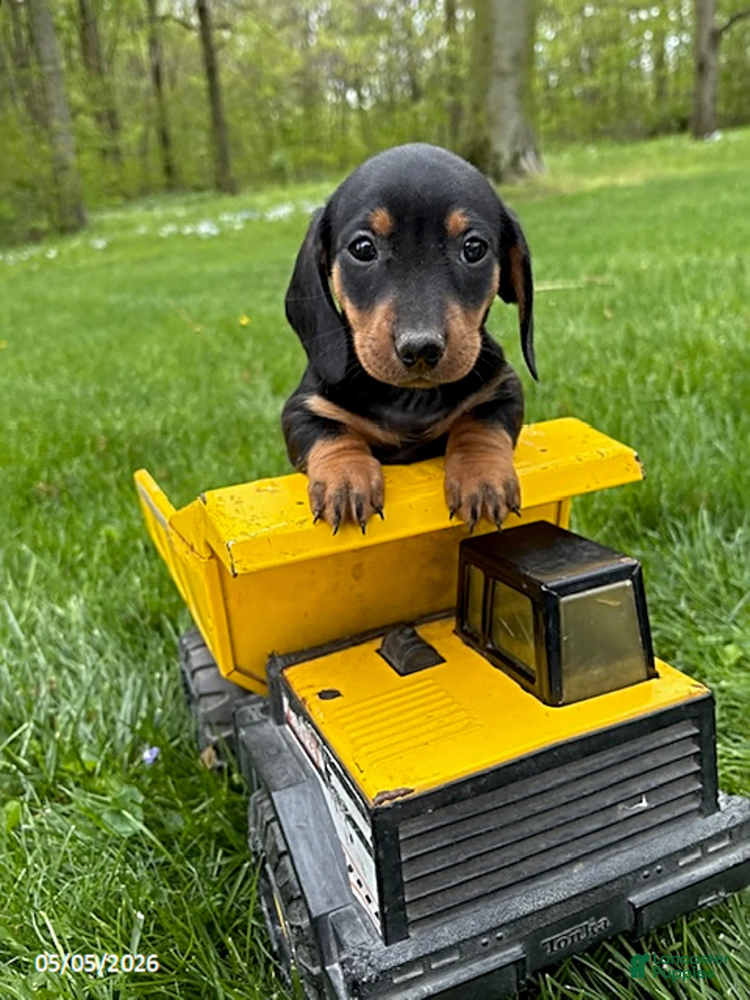 Miniature Dachshund dogs for sale: Hiram - Ad 1