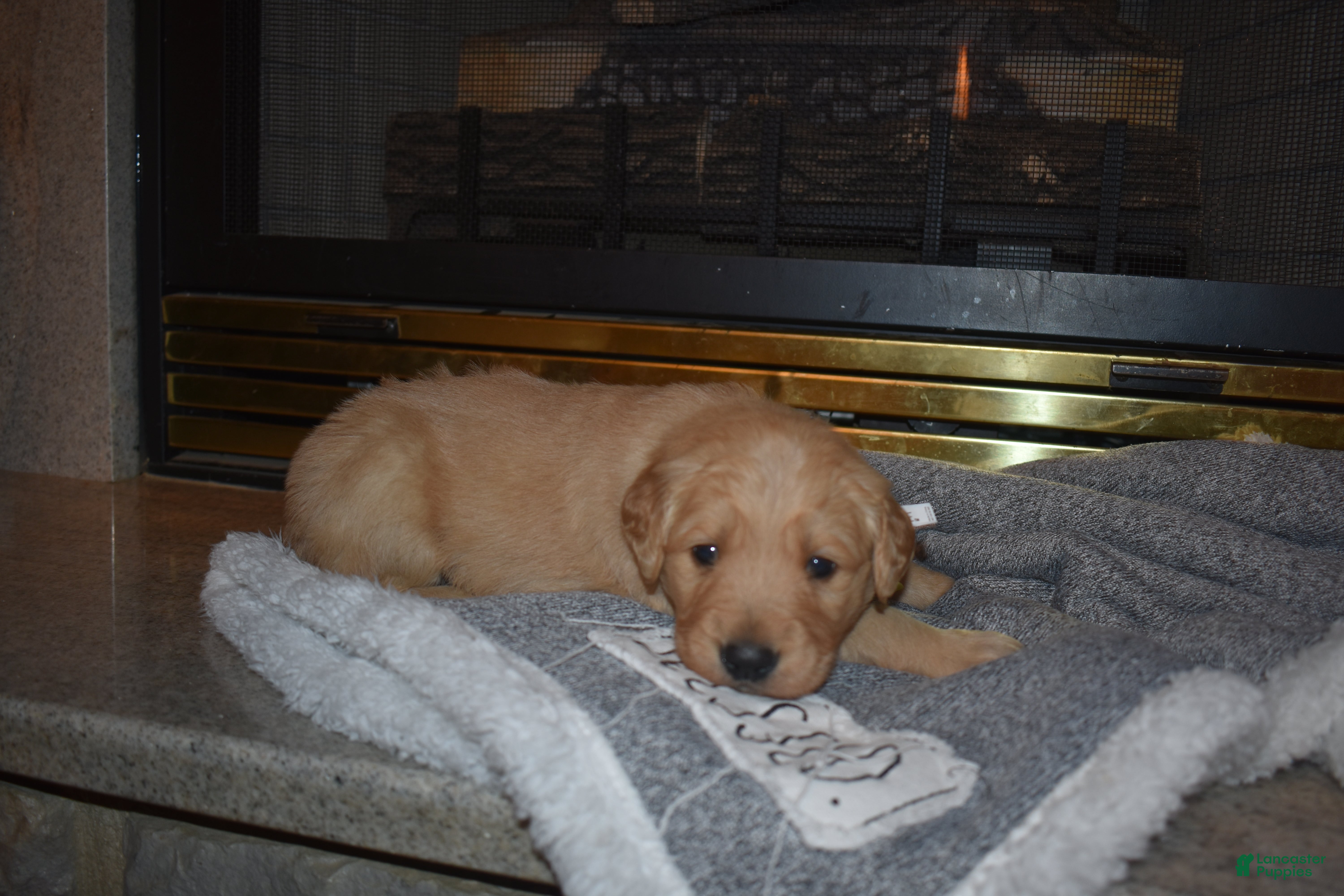 Golden Retriever dogs Misty - Ad 2