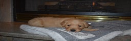 Golden Retriever dogs for sale: Misty - Ad 2