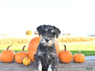 Miniature Schnauzer dogs - Ad 7