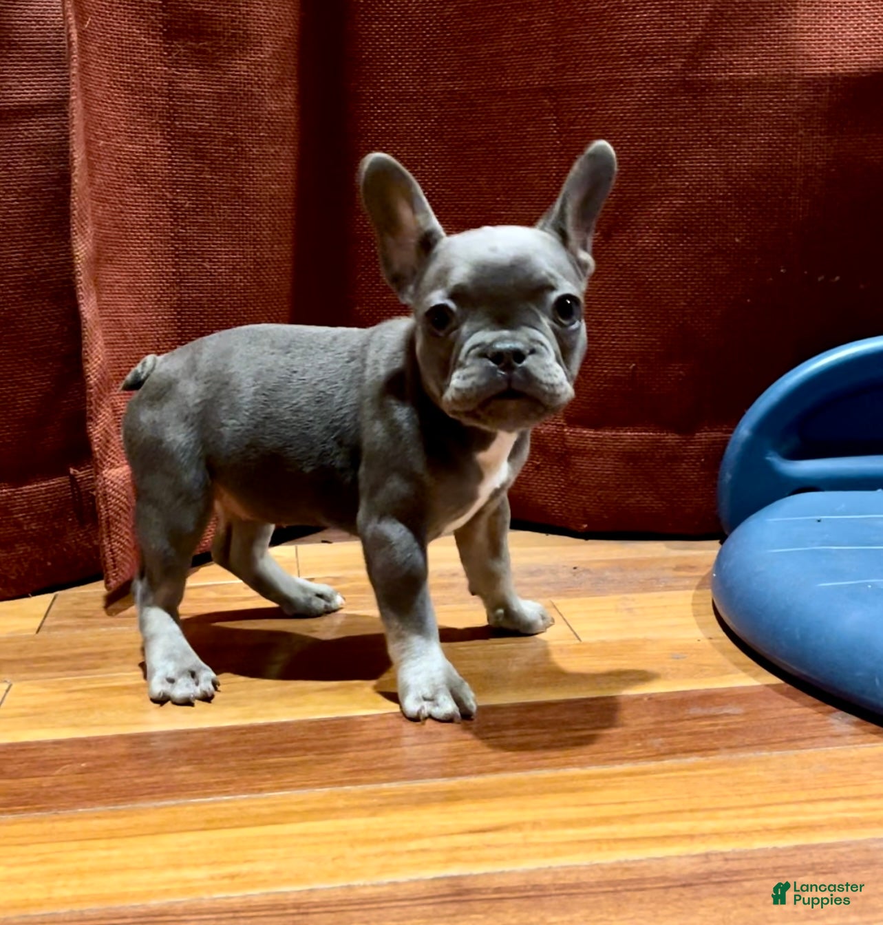 French Bulldog dogs Maple Baby - Ad 27