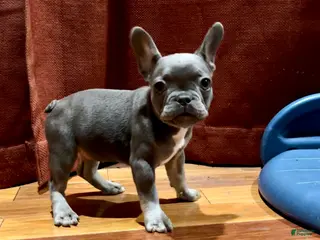 French Bulldog dogs Maple Baby - Ad 27