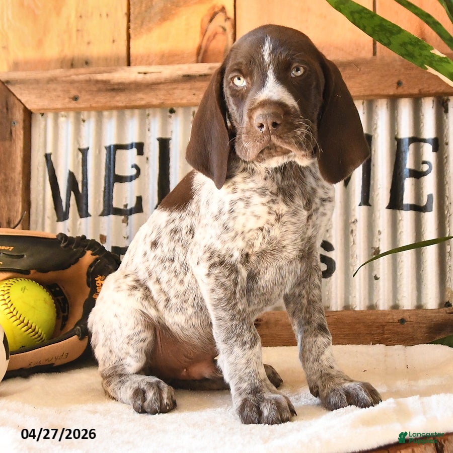 German Shorthaired Pointer dogs Bravo - Ad 2