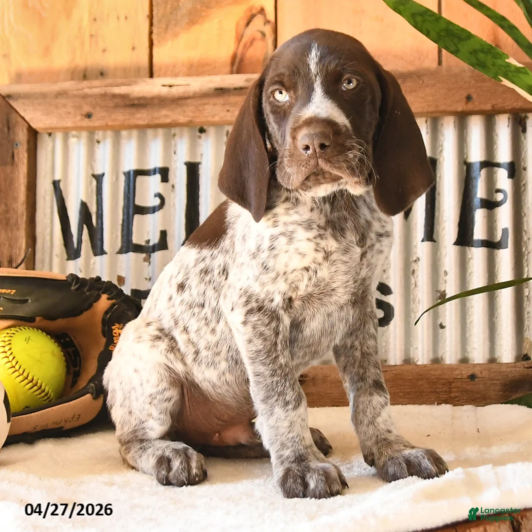 German Shorthaired Pointer dogs for sale: Bravo - Ad 2