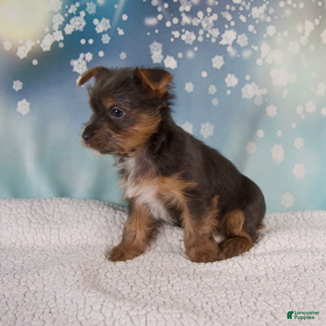 Yorkshire Terrier dogs for sale: Kollin - Ad 8