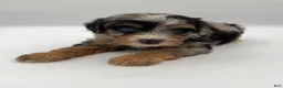 Bernedoodle dogs for sale: Pepples - Ad 3